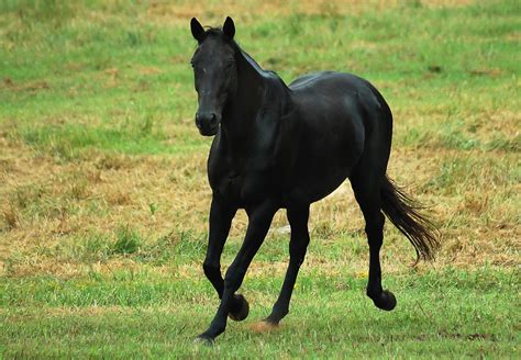 Black Horse betsul